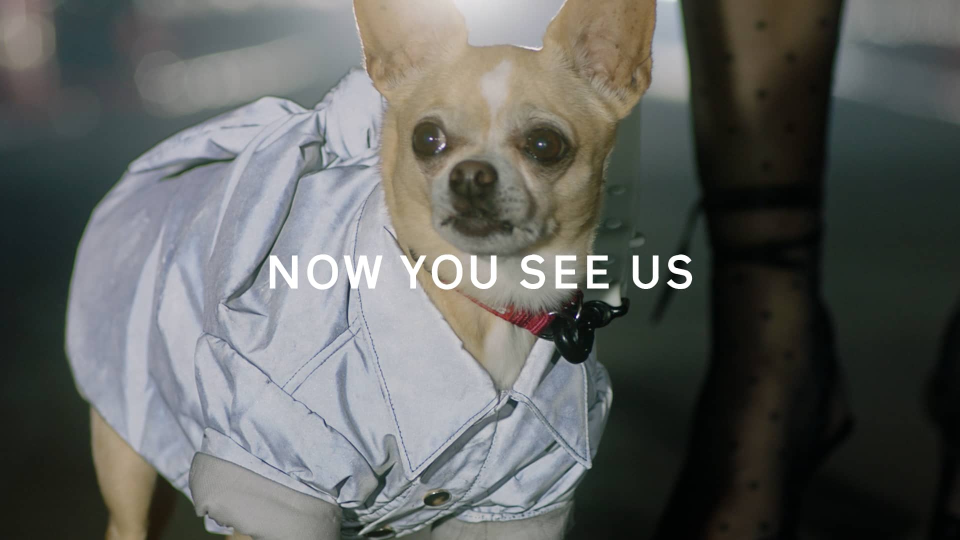 Southern Cross Pet Insurance VIS The Range on Vimeo