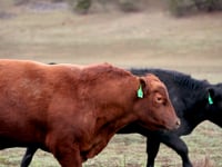 Rancher Stories | The Prairie Ranch | Bryce Logan