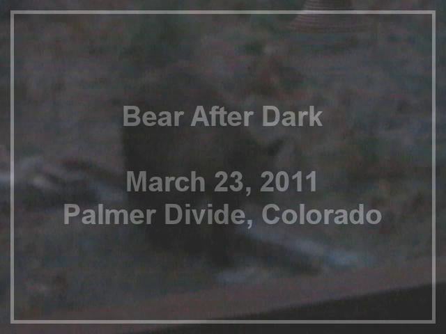 Bear After Dark and Back at Noon, Palmer Divide, CO