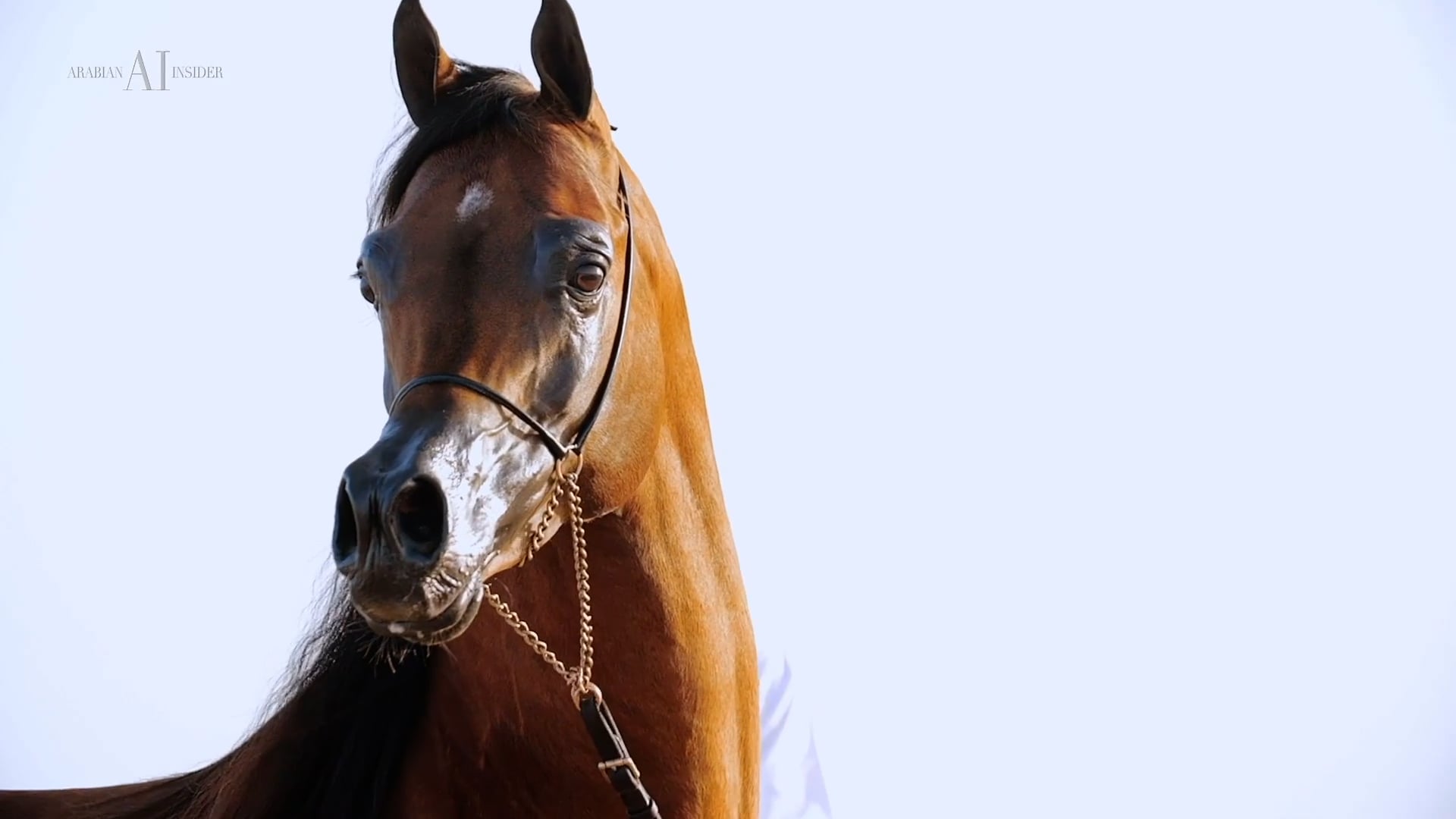 PERFINKA X FA EL RASHEEM EMBRYO - Once in a Lifetime Auction - Royal ...