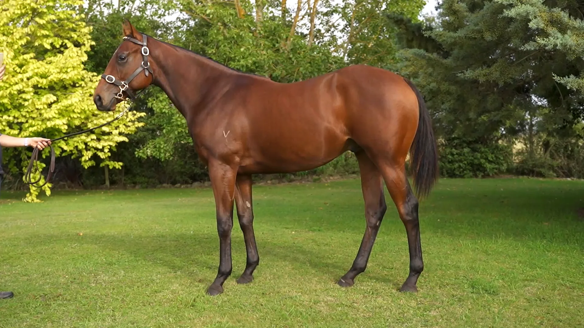 Gavelhouse Plus 2022 South Island Sale War Decree x Platinum Recruit Yearling on Vimeo