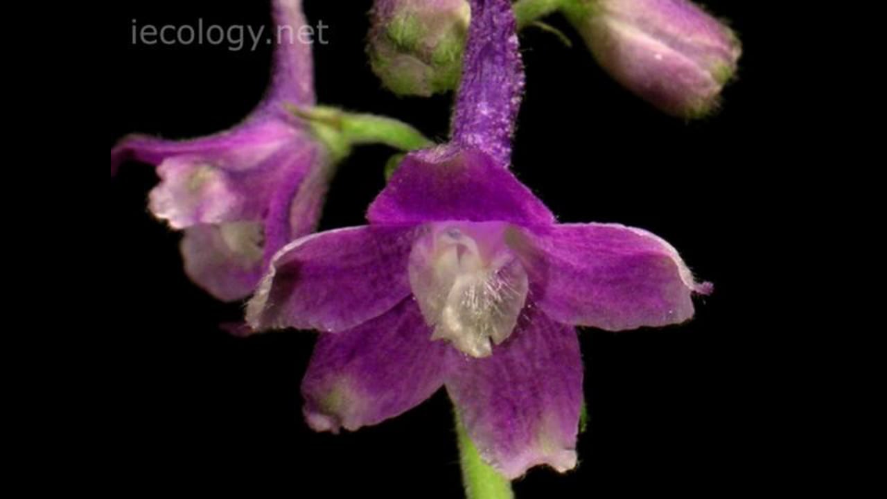 12 second time-lapse of larkspur flower opening