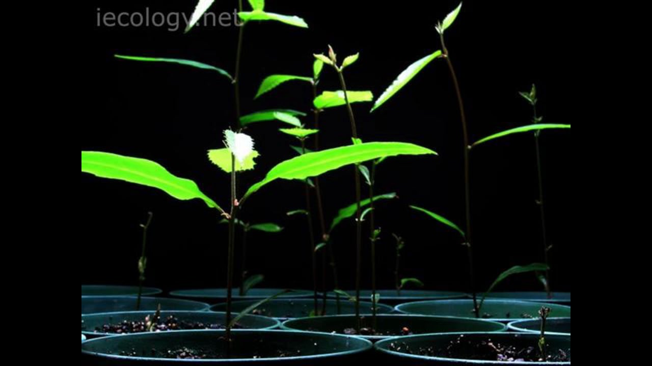 Time-lapse video of American chestnut seedlings growing