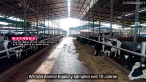 2021: Ein Jahr mit unglaublichen Fortschritten für die Tiere