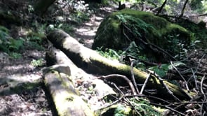On a Journey with Stone
