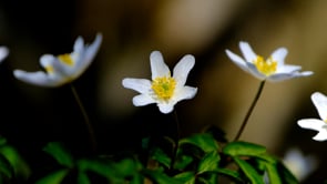 wood anemones, flower, wildflowers