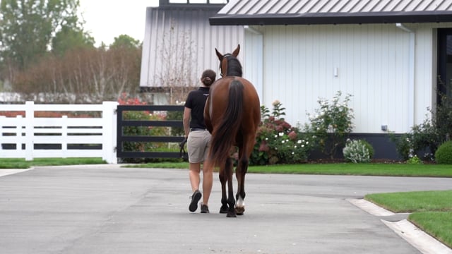 Lot 11