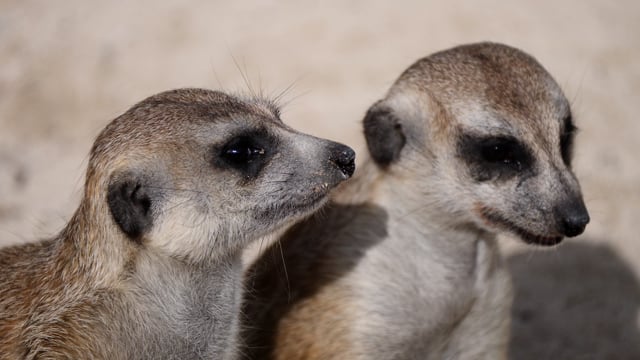 Cute Animal Surikate Meerkats. Fury Meerkat is Keeping Watch Stock Image -  Image of african, sentry: 281013265