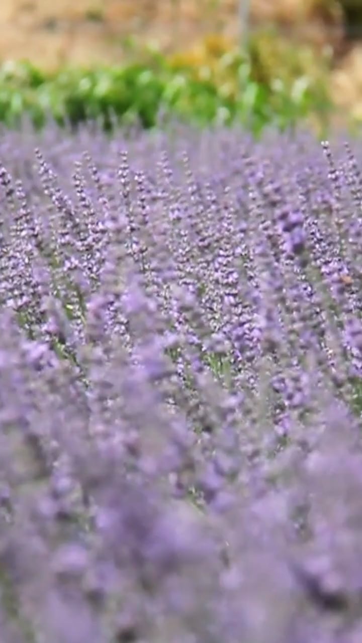 Culinary Lavender: Benefits & How To Use It