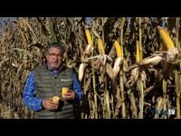 Buenas producciones de grano húmedo en Coto de Goi