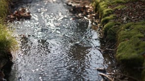 The Stream in Spring