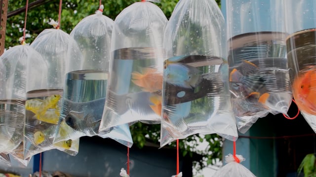 Freshwater fish in the aquarium trade hang in small plastic bags at Galiff street pet market in Kolkata, India, 2022