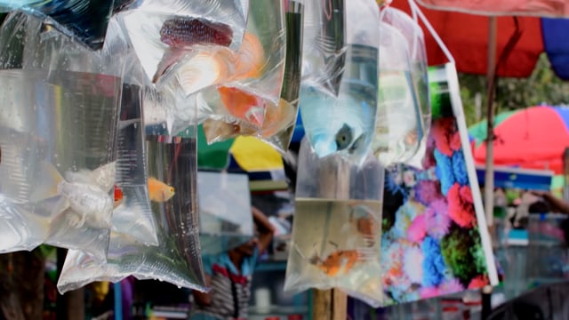 Freshwater fish in the aquarium trade hang in small plastic bags at Galiff street pet market in Kolkata, India, 2022