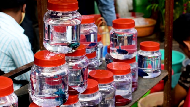 Betta fish or Siamese fighting fish swim in small jars at Galiff street pet market in Kolkata, India, 2022