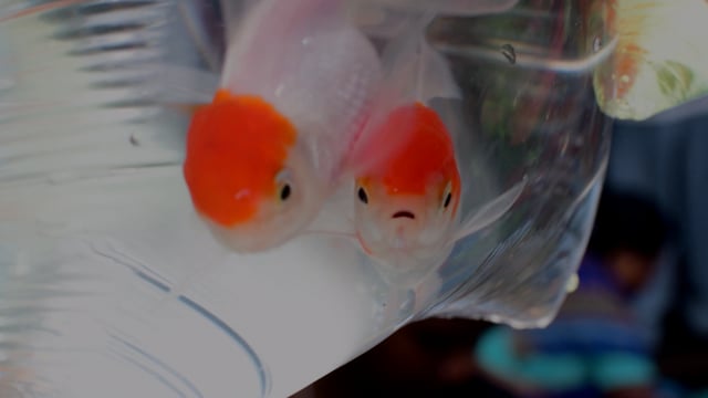 Goldfish swim in small plastic bags in the aquarium trade at Galiff street pet market in Kolkata, India, 2022