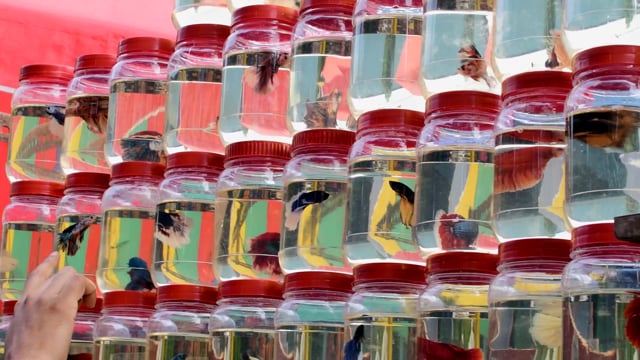 Betta fish or Siamese fighting fish swim in small jars at Galiff street pet market in Kolkata, India, 2022