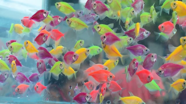 Freshwater fish dyed with artificial colours swim in a tank at Galiff street pet market in Kolkata, India, 2022