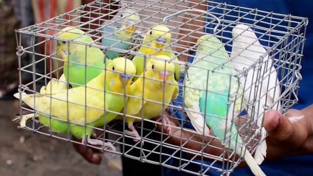 Exotic birds are in tiny cages on sale at Galiff street pet market in Kolkata, India, 2022