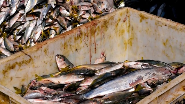 Workers shovel piles of fish into crates at Mumbai fish market, India, 2016