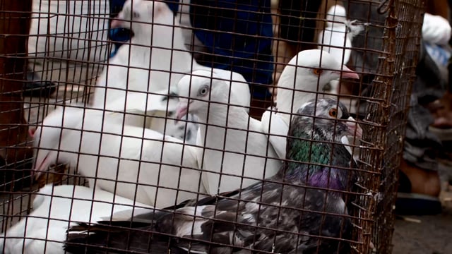 Homing or racing pigeons struggle to move in a tiny cage on sale at Galiff street pet market in Kolkata, India, 2022