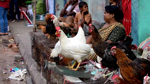Chickens and poultry pant in the heat on sale at Galiff street pet market in Kolkata, India, 2022