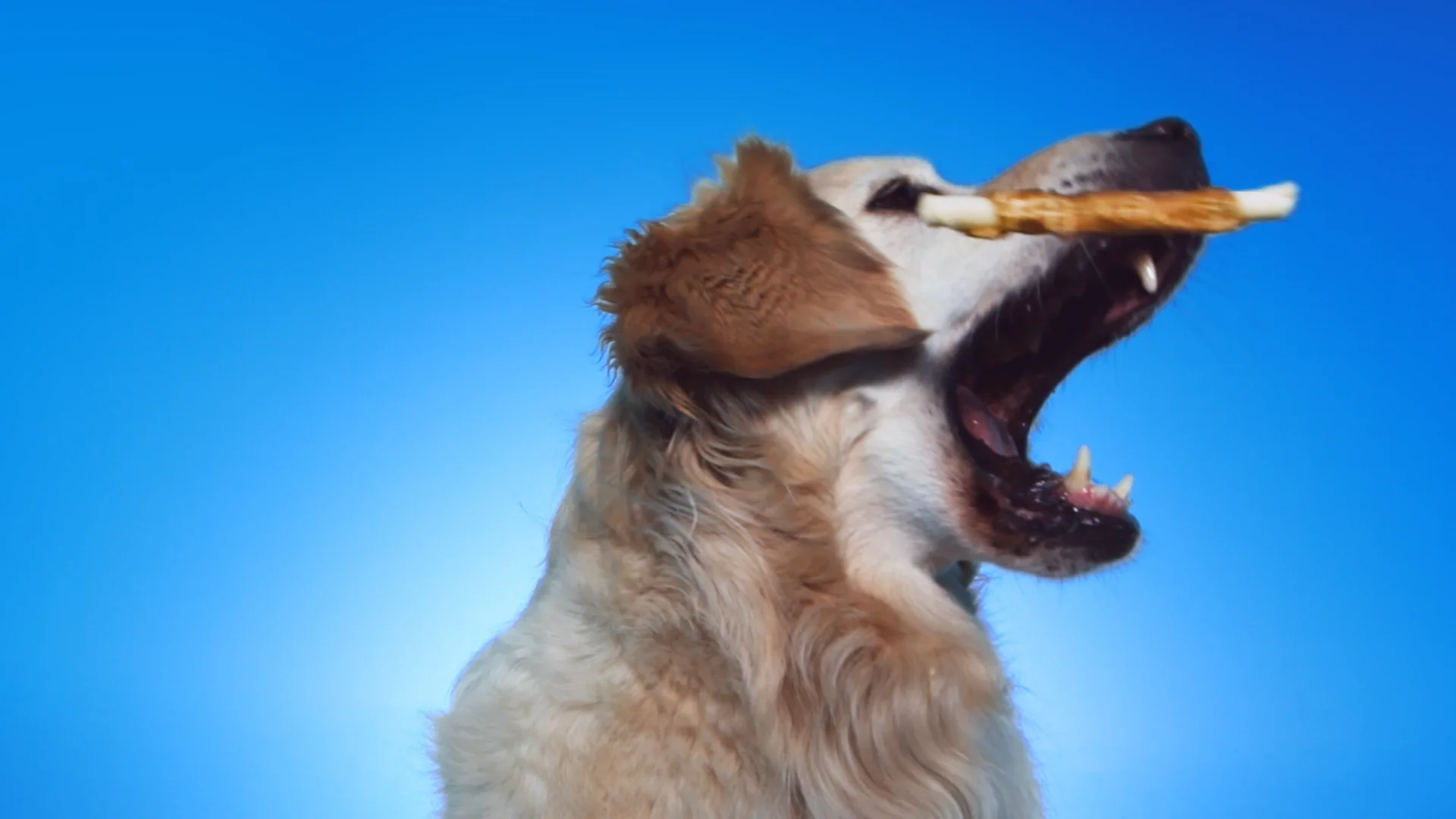 Dc M Goodboy Good Boy On Vimeo