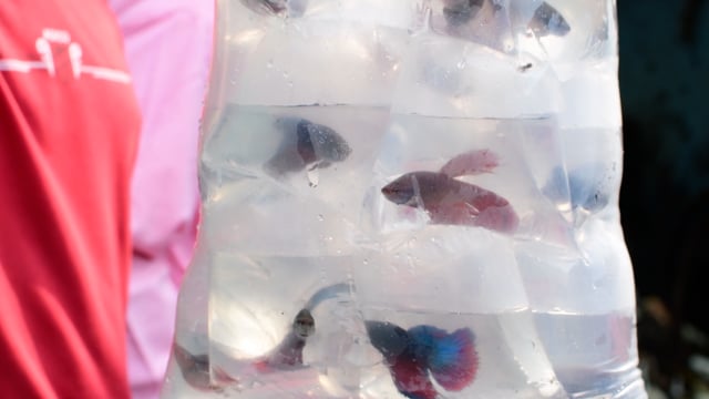 Betta fish or Siamese fighting fish swim in tiny plastic bags at Galiff street pet market in Kolkata, India, 2022