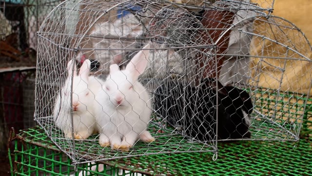 Baby rabbits sit in small cages on sale in the pet trade at Galiff street pet market in Kolkata, India, 2022
