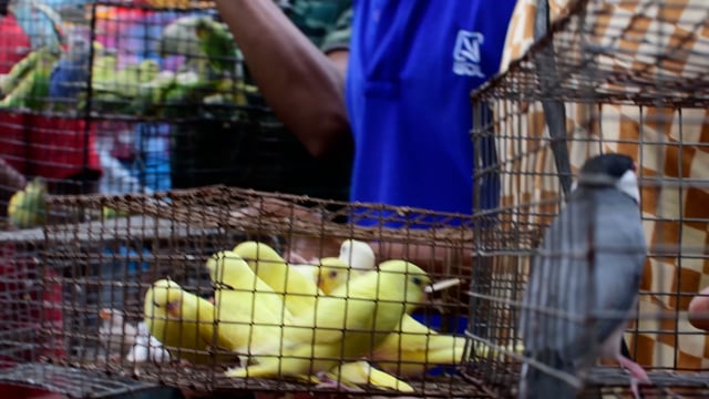 Traders display exotic birds in small cages on sale at Galiff street pet market in Kolkata, India, 2022