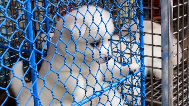 Very young pedigree or breed puppy dogs sit in cages on sale at Galiff street pet market in Kolkata, India, 2022