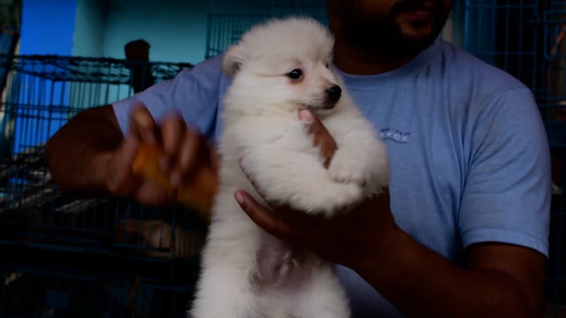 A trader brushes a young pedigree or breed puppy dog on sale at Galiff street pet market in Kolkata, India, 2022