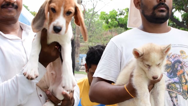 Traders hold up pedigree or breed puppy dogs for sale at Galiff street pet market in Kolkata, India, 2022