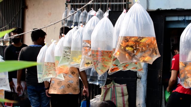 Goldfish and freshwater fish are sold in plastic bags in the aquarium trade, Galiff Street pet market, Kolkata, India, 2022