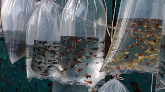 Small freshwater guppy fish are sold in plastic bags in the aquarium trade, Galiff Street pet market, Kolkata, India, 2022