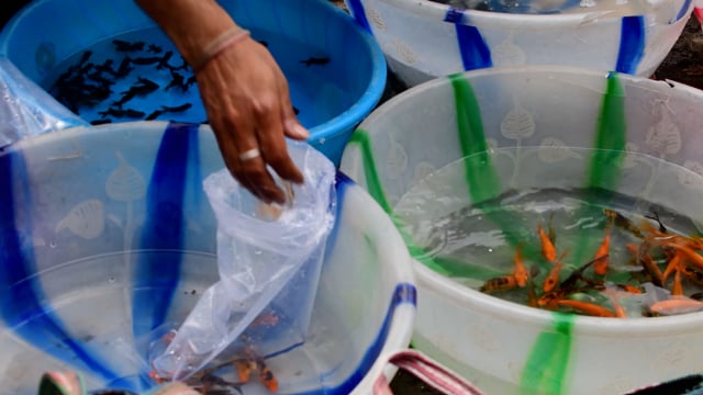 A trader transfers goldfish swimming in tubs into a plastic bag for sale at Galiff street pet market in Kolkata, India, 2022