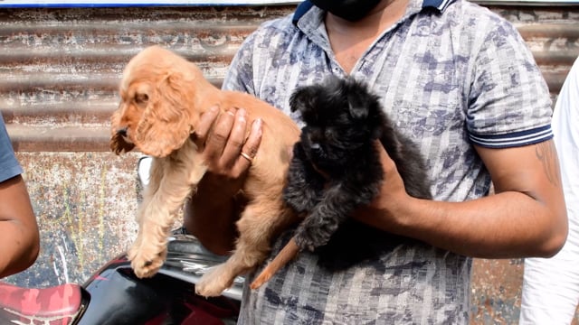 Traders hold up pedigree or breed puppy dogs for sale at Galiff street pet market in Kolkata, India, 2022