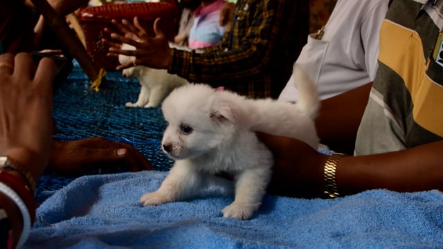 A trader displays a young pedigree or breed puppy dog at Galiff street pet market in Kolkata, India, 2022