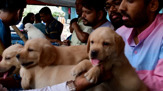 Traders display young pedigree labrador puppy dogs at Galiff street pet market in Kolkata, India, 2022