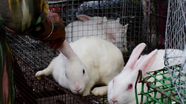 White rabbits are shown to buyers by traders in the pet trade at Galiff street pet market in Kolkata, India, 2022