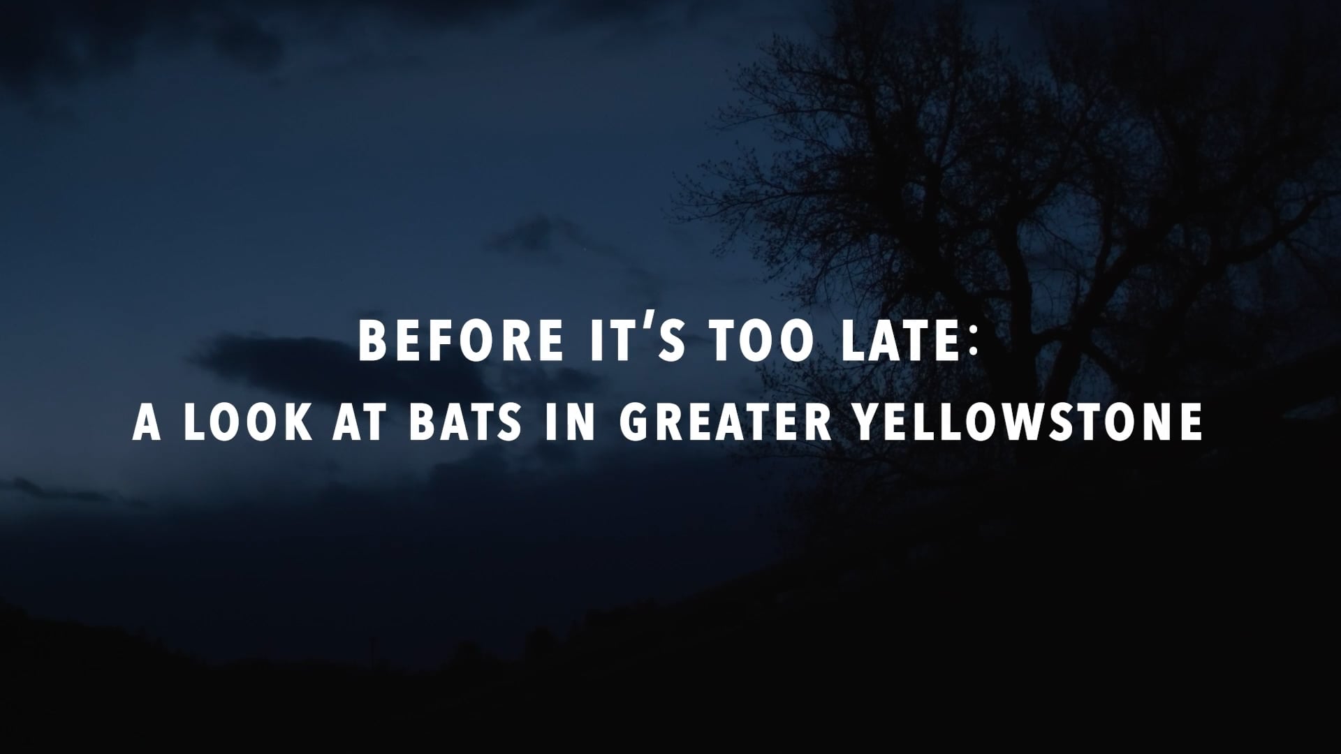 Before It's Too Late: A Look at Bats in Greater Yellowstone