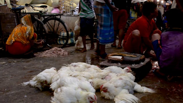 Broiler chickens are thrown onto a pile to be slaughtered inside New Market meat market, Kolkata, India, 2022