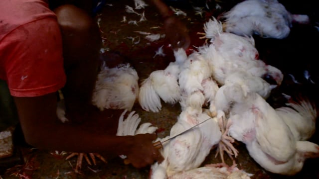 Broiler chickens are slaughtered with a knife by a worker inside New Market meat market, Kolkata, India, 2022