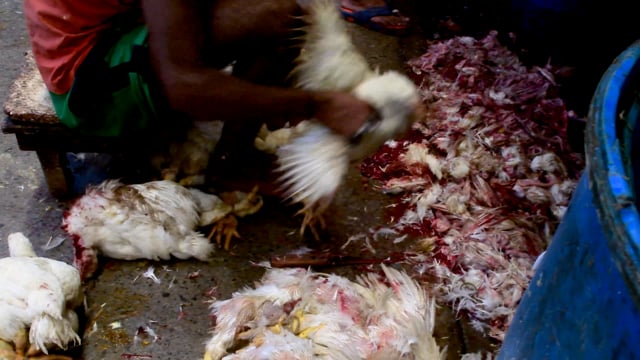 Broiler chickens are cut with a knife and stood on by a worker inside New Market meat market, Kolkata, India, 2022