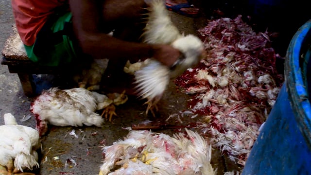 Broiler chickens are cut with a knife and stood on by a worker inside New Market meat market, Kolkata, India, 2022