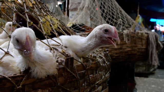 Chickens poke their heads out of mesh baskets on sale at New Market poultry market, Kolkata, India, 2022