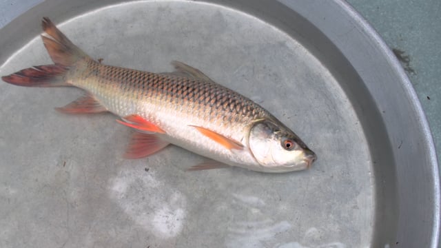 A fish gasps inside a shallow bowl of water at New Market fish market, Kolkata, India, 2022