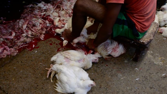 A worker slaughters chickens and pulls their feathers out inside New Market meat market, Kolkata, India, 2022