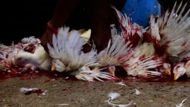 A worker pulls feathers out of dying broiler chickens inside New Market meat market, Kolkata, India, 2022
