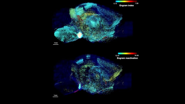 A single memory is stored across many connected brain regions