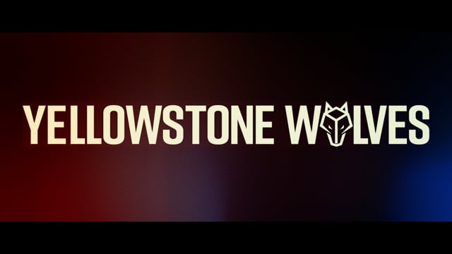 YELLOWSTONE WOLVES - SHE WANTS ME IN STEREO (LIVE)